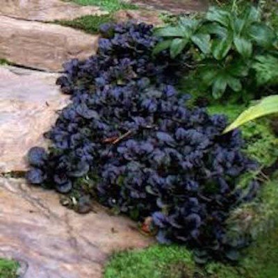 Ajuga reptans 'Black Scallop'