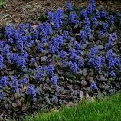 Ajuga reptans 'Black Scallop'