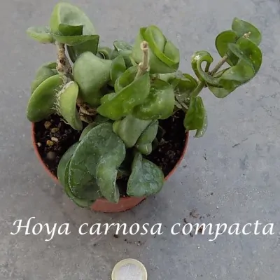 Hoya Carnosa compacta vaso 10