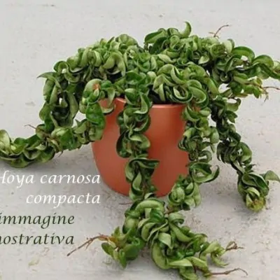 Hoya Carnosa compacta