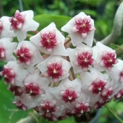 Hoya obovata