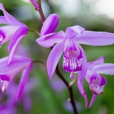 Bletilla striata