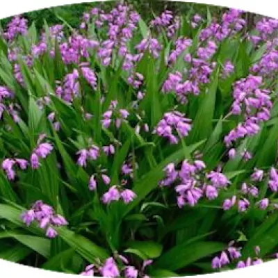 Bletilla striata