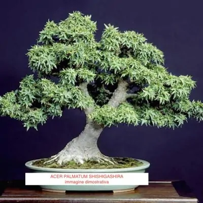 Acer Palmatum Shishigashira