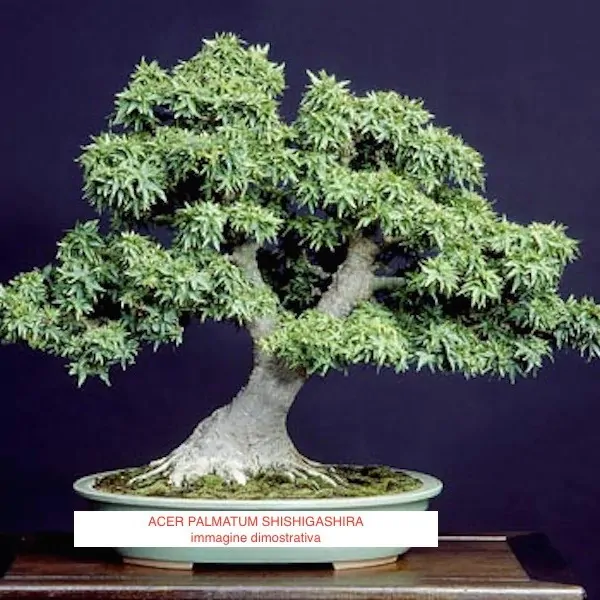 Acer Palmatum Shishigashira