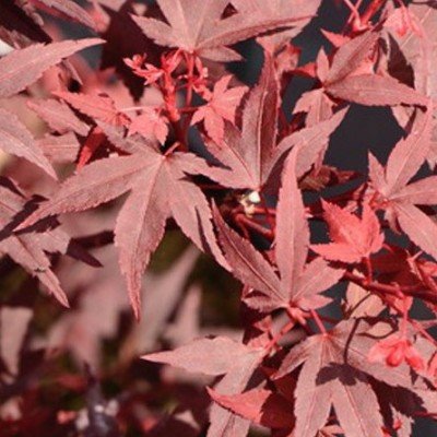 Acer palmatum iranian red...