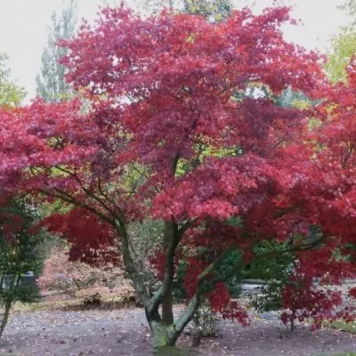 Acer palmatum iranian red...