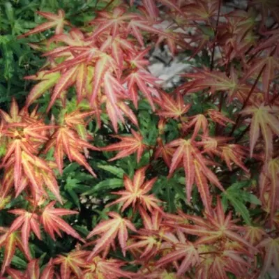 Acer palmatum Wilson's pink...