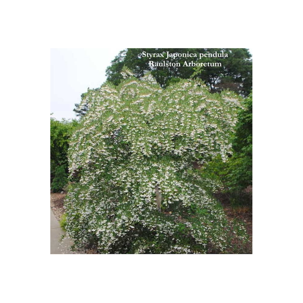 Styrax japonica pendula