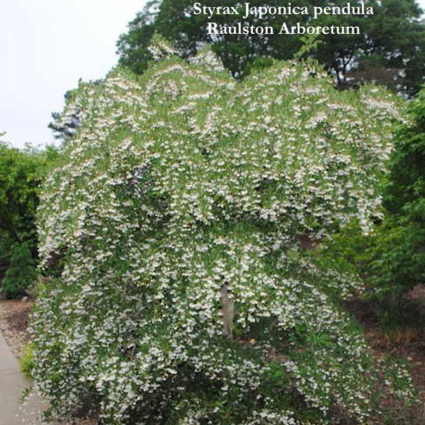 Styrax japonica pendula