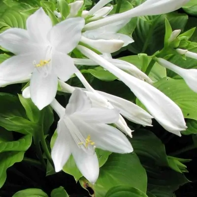 Hosta Plantaginea