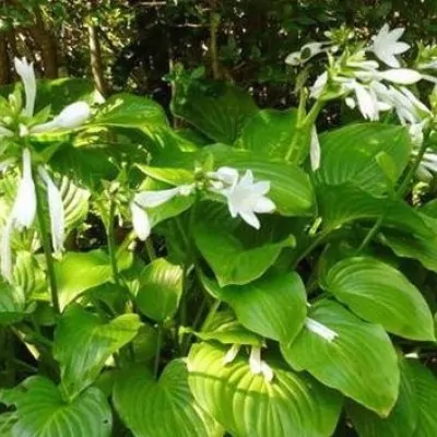 Hosta Plantaginea