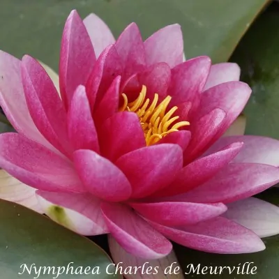 Nymphaea Charles De...