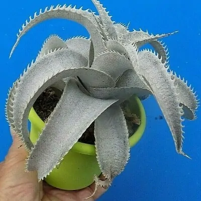 Dyckia marnier Lapostolei...