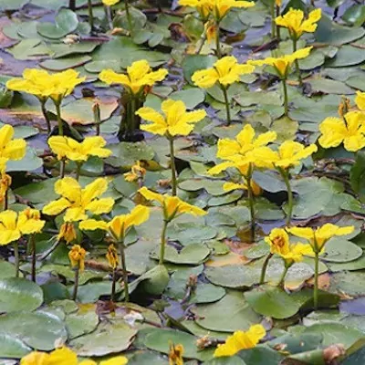 'Nymphoides Peltata'