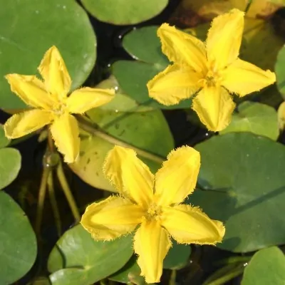 'Nymphoides Peltata'