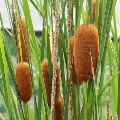 Typha lexmannii