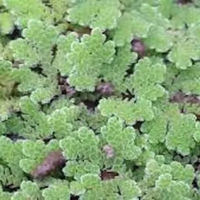 Azolla Caroliniana -...