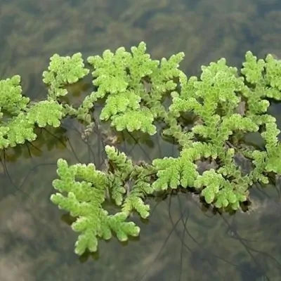 Azolla Caroliniana -...