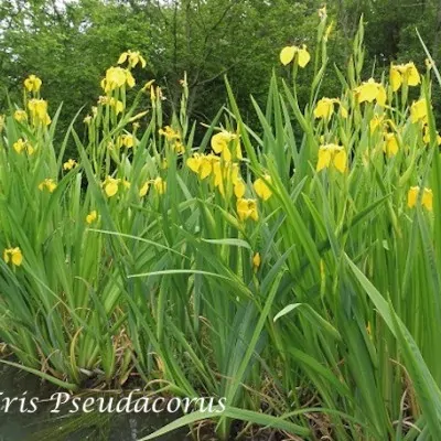 Iris pseudacorus