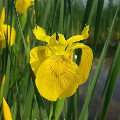 Iris pseudacorus