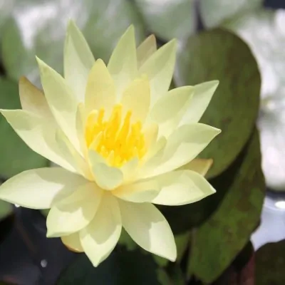 Nymphaea sulphurea NINFEA