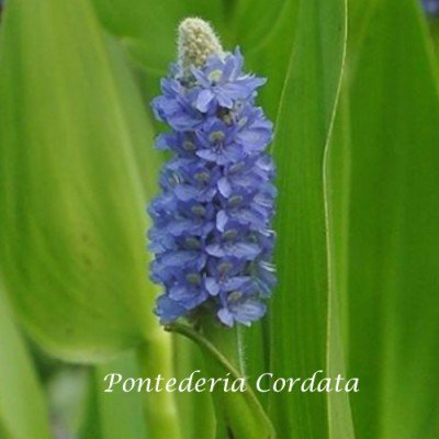 Pontederia Cordata