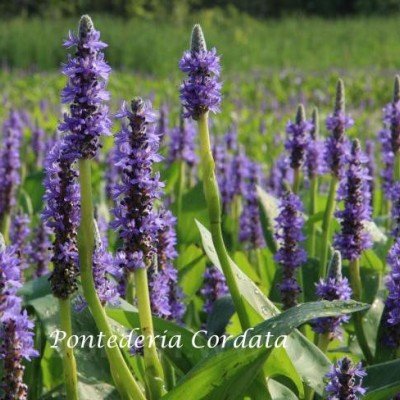 Pontederia Cordata