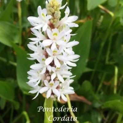 Pontederia Cordata Alba