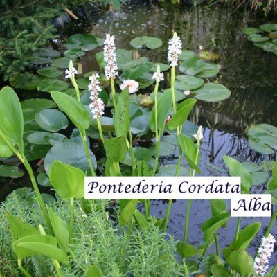 copy of Pontederia Cordata