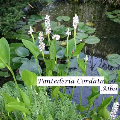 Pontederia Cordata Alba