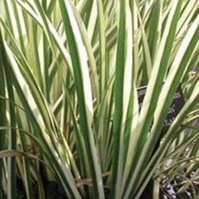 Acorus Calamus Variegatus