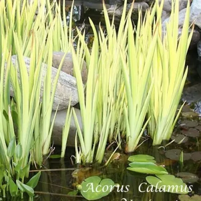 Acorus Calamus Variegatus