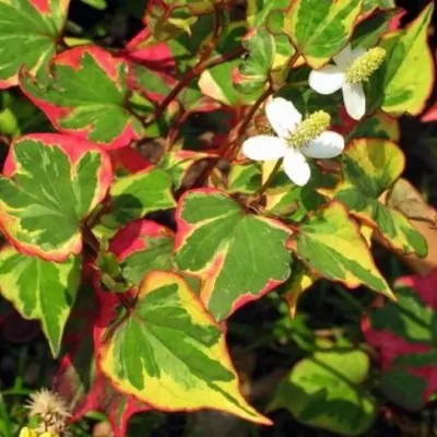 Houttuynia Cordata Chameleleon