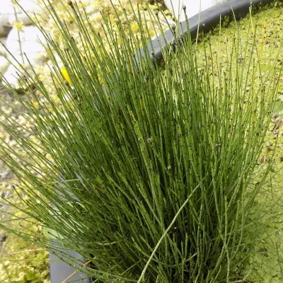 Equisetum Scirpoides