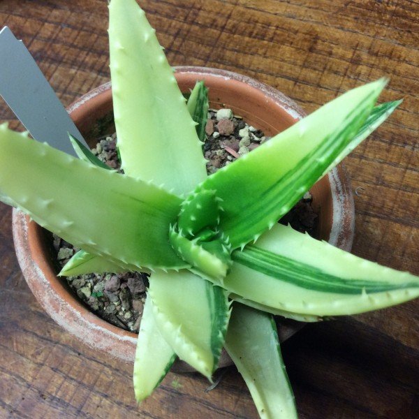 Aloe mitriformis variegata