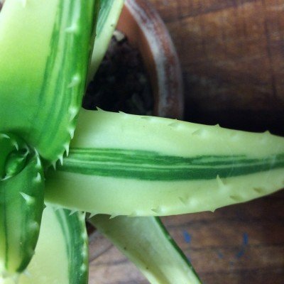 Aloe mitriformis variegata