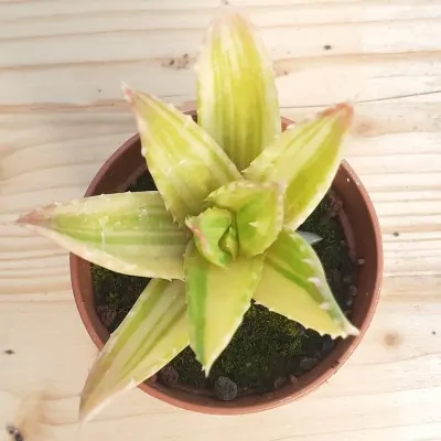 Aloe mitriformis variegata