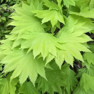 copy of Acer Japonicum...