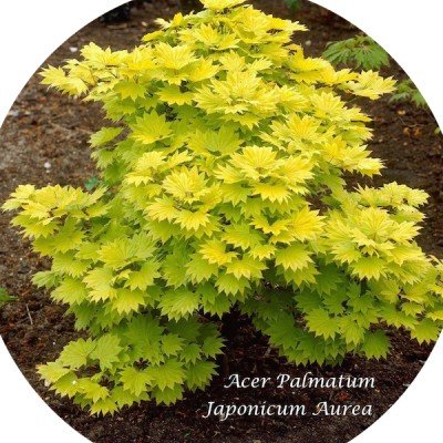 Acer  Japonicum Aureum vaso 20