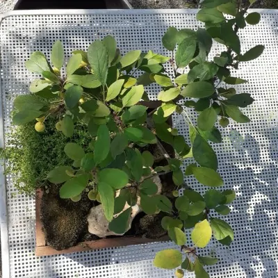 Malus transitoria bonsai