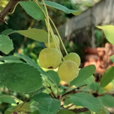 Malus transitoria bonsai