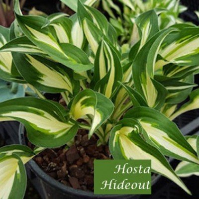 Hosta Hideout