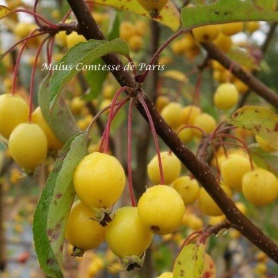 Malus Comtesse de Paris...