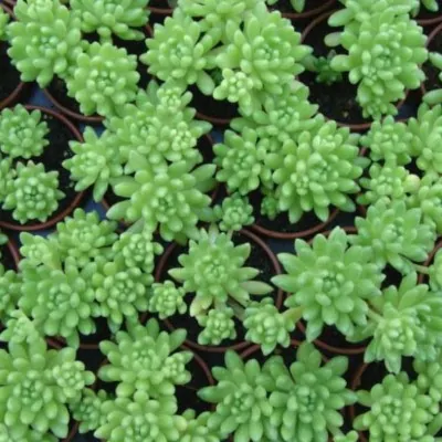 Sedum Hirsutum f. Baeticus