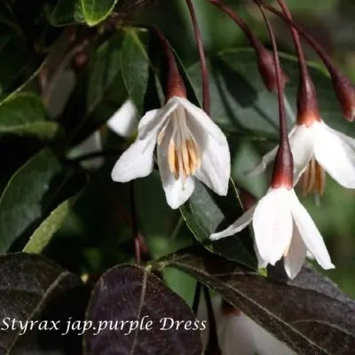 Styrax japonicus purple dress