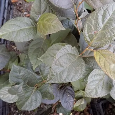 Styrax japonicus purple...