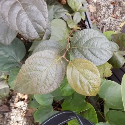 Styrax japonicus purple...