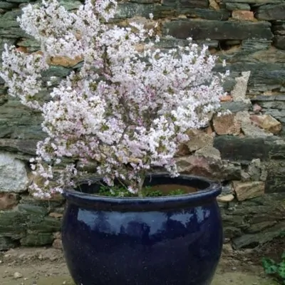 Prunus incisa 'Kojo-no-mai'