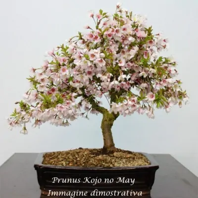 Prunus incisa 'Kojo-no-mai'